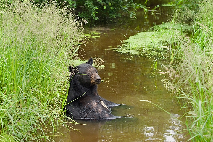 WAH011096.jpg - Sort bjørn (Black Bear)