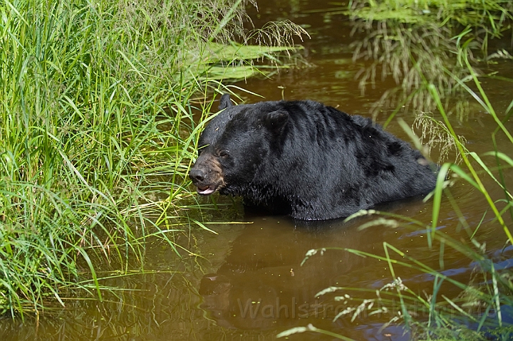 WAH011097.jpg - Sort bjørn (Black Bear)