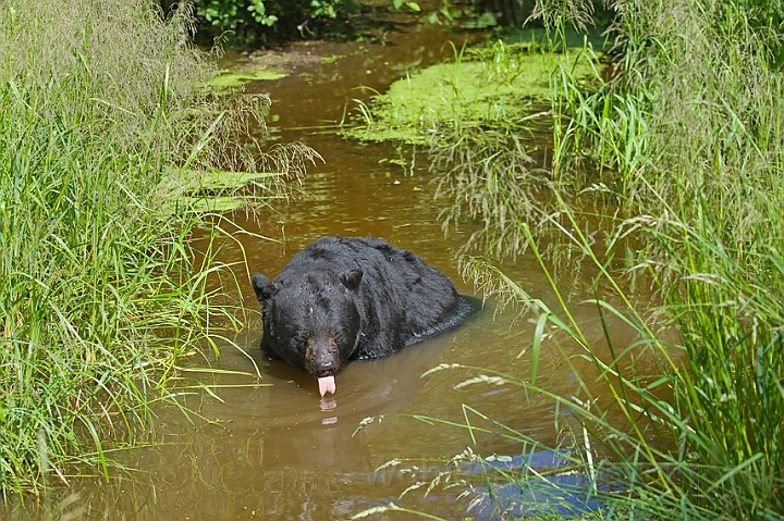 WAH011099.jpg - Sort bjørn (Black Bear)