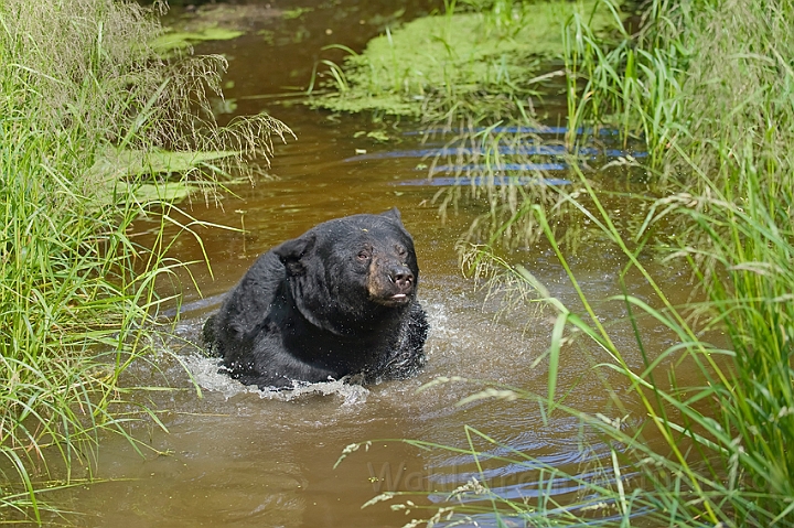 WAH011100.jpg - Sort bjørn (Black Bear)