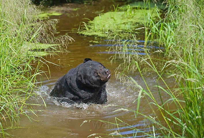 WAH011101.jpg - Sort bjørn (Black Bear)