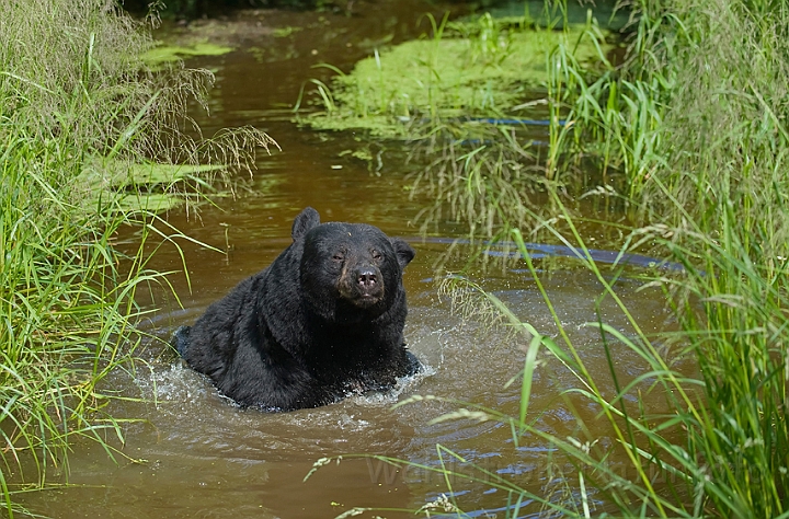 WAH011103.jpg - Sort bjørn (Black Bear)