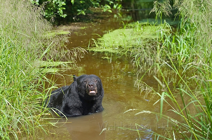 WAH011105.jpg - Sort bjørn (Black Bear)