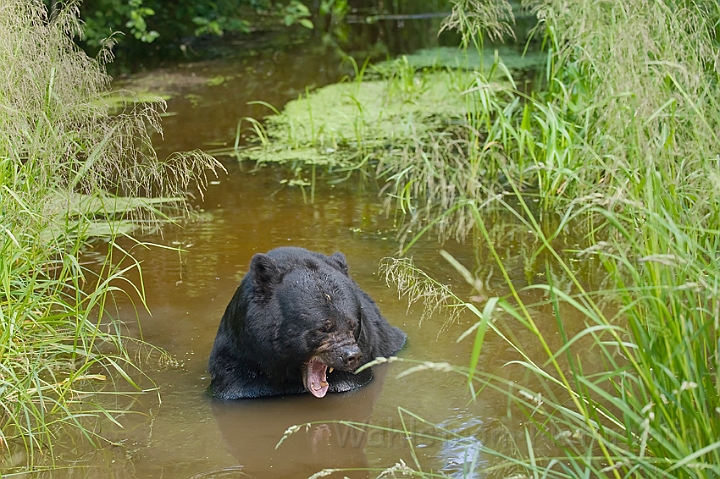 WAH011107.jpg - Sort bjørn (Black Bear)