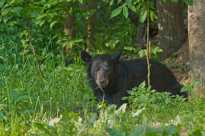 WAH011109.jpg - Sort bjørn (Black Bear)