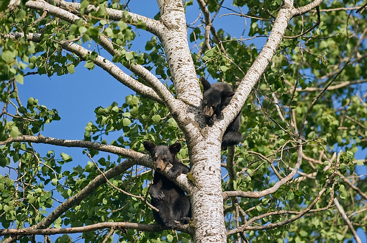 WAH011115.jpg - Sort bjørneunger (Black Bear Cubs)