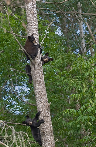 WAH011118.jpg - Sort bjørneunger (Black Bear Cubs)