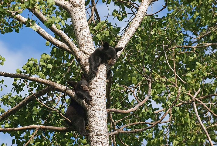 WAH011119.jpg - Sort bjørneunger (Black Bear Cubs)