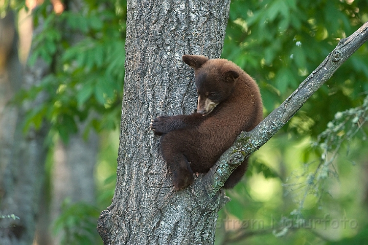 WAH011120.jpg - Sort bjørneunge (Black Bear Cub)