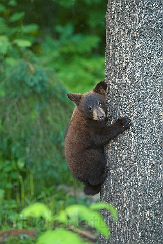 WAH011121.jpg - Sort bjørneunge (Black Bear Cub)