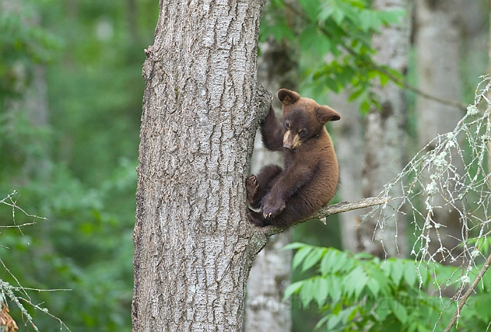 WAH011125.jpg - Sort bjørneunge (Black Bear Cub)