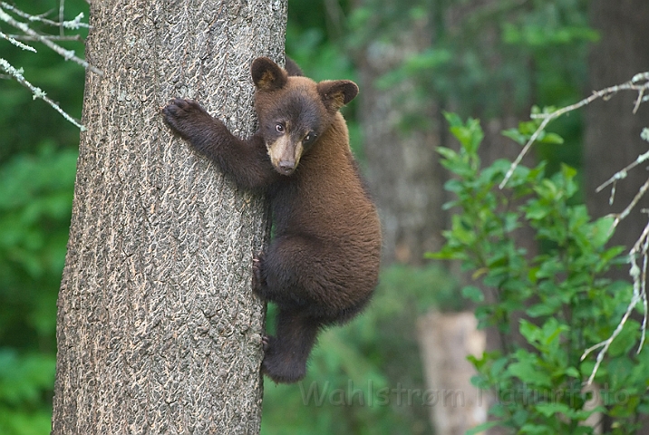 WAH011127.jpg - Sort bjørneunge (Black Bear Cub)