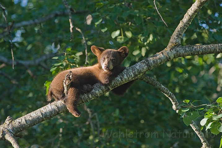 WAH011132.jpg - Sort bjørneunge (Black Bear Cub)