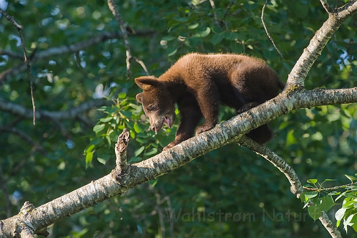 WAH011133.jpg - Sort bjørneunge (Black Bear Cub)