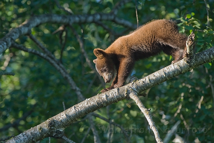 WAH011135.jpg - Sort bjørneunge (Black Bear Cub)