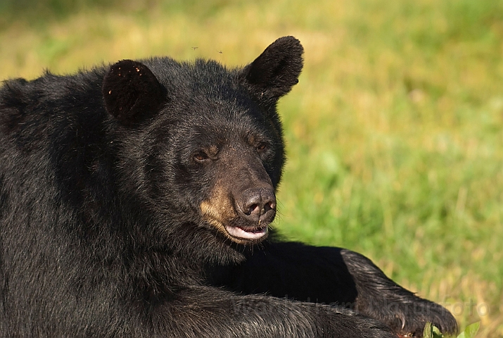 WAH011137.jpg - Sort bjørn (Black Bear)