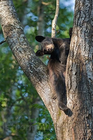 WAH011143.jpg - Sort bjørneunge (Black Bear Cub)