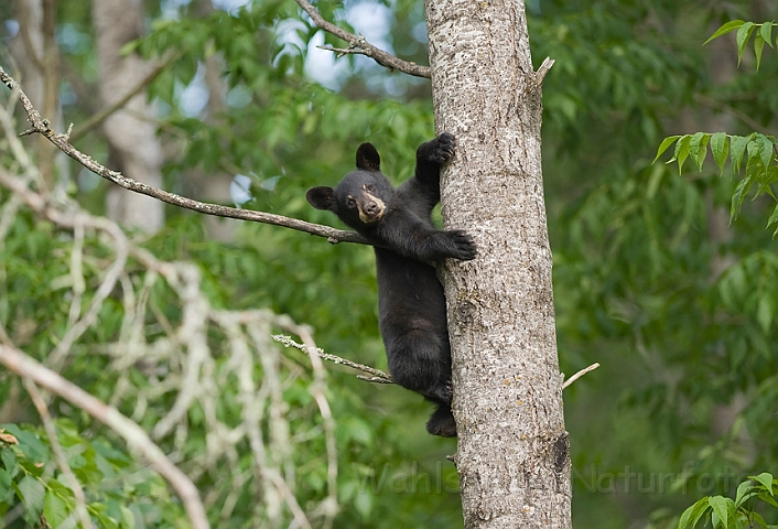 WAH011144.jpg - Sort bjørneunge (Black Bear Cub)