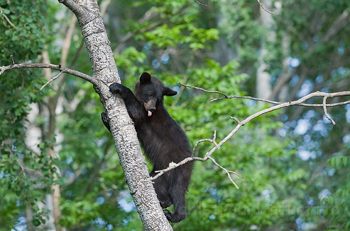 WAH011149.jpg - Sort bjørneunge (Black Bear Cub)