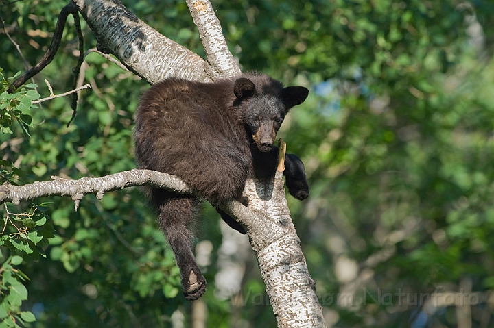 WAH011152.jpg - Sort bjørneunge (Black Bear Cub)