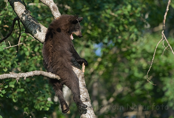 WAH011154.jpg - Sort bjørneunge (Black Bear Cub)