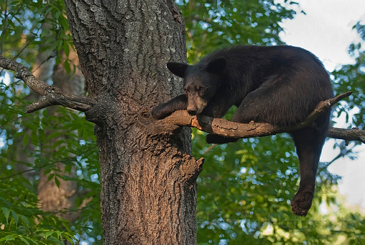 WAH011156.jpg - Sort bjørneunge (Black Bear Cub)