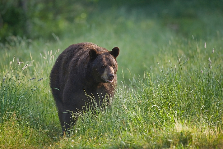 WAH011161.jpg - Sort bjørn (Black Bear)