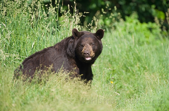 WAH011164.jpg - Sort bjørn (Black Bear)