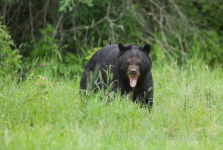 WAH011171.jpg - Sort bjørn (Black Bear)