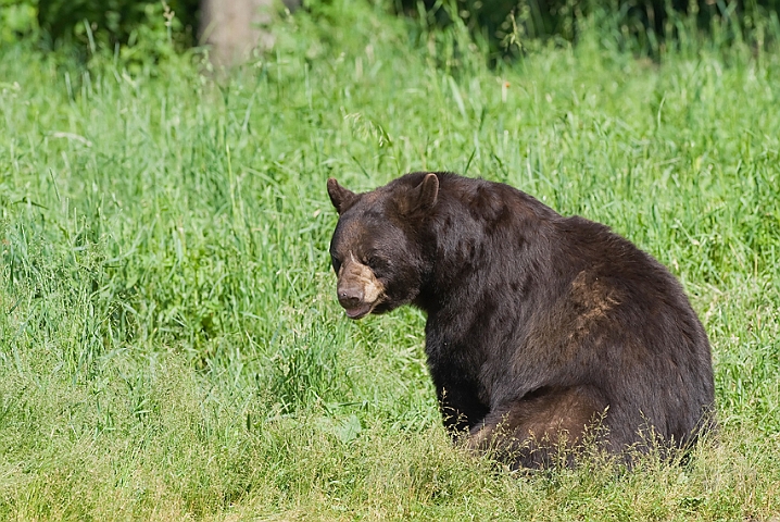 WAH011174.jpg - Sort bjørn (Black Bear)