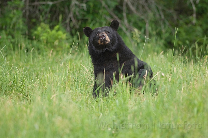 WAH011181.jpg - Sort bjørn (Black Bear)