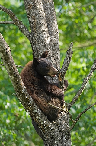 WAH011186.jpg - Sort bjørneunge (Black Bear Cub)