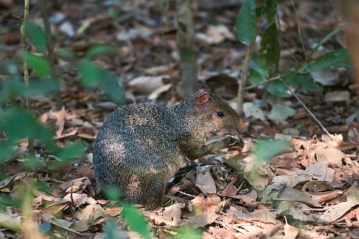 WAH019600.jpg - Guldhare (Azara's Aguti) Brazil