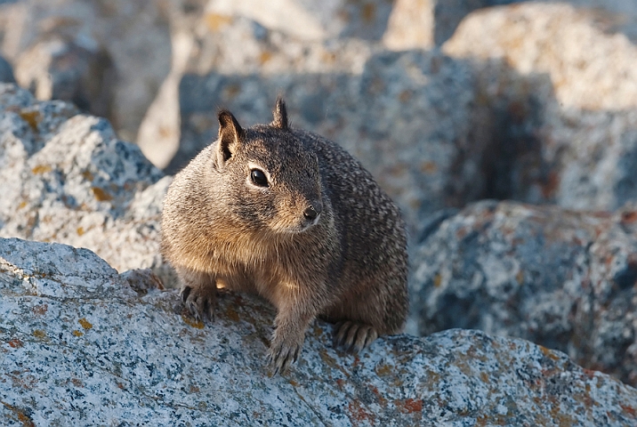 WAH020665.jpg - Sisel (California Ground Squirrel )