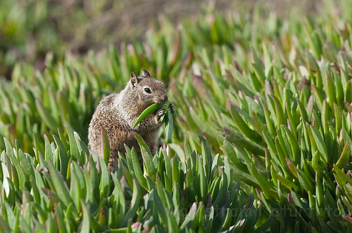 WAH020666.jpg - Sisel (California Ground Squirrel )