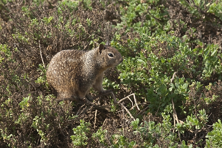 WAH020686.jpg - Sisel (California Ground Squirrel )