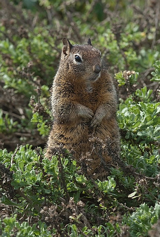 WAH020688.jpg - Sisel (California Ground Squirrel )