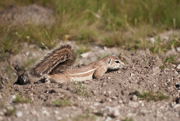 WAH021201.jpg - Sydafrikansk jordegern (Cape Ground Squirrel)