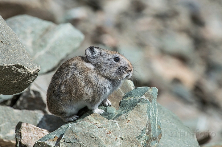 WAH027493.jpg - Storøret pika (Longeared Pika)