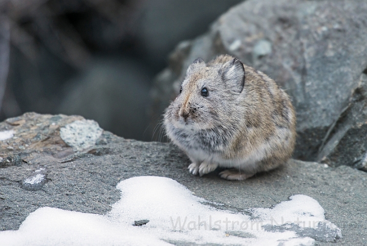 WAH027577.jpg - Storøret pika (Longeared Pika)