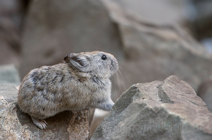 WAH027582.jpg - Storøret pika (Longeared Pika)