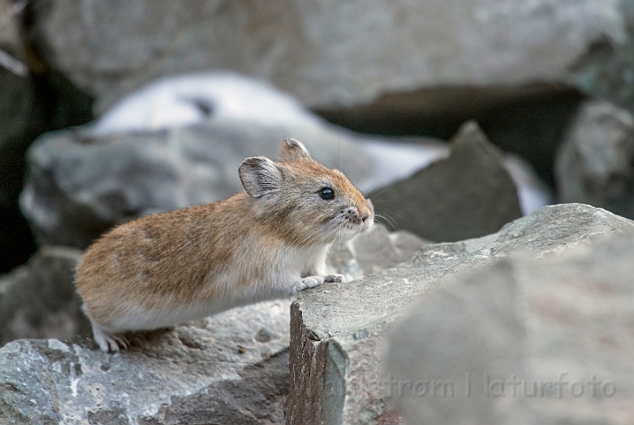 WAH027583.jpg - Royle's Pika