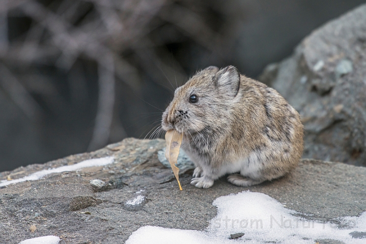 WAH027584.jpg - Storøret pika (Longeared Pika)