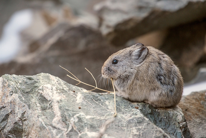 WAH027589.jpg - Storøret pika (Longeared Pika)