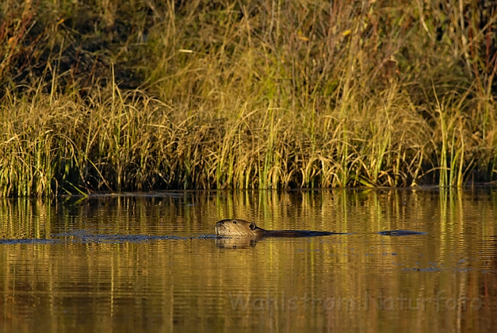 WAH004747.jpg - Bæver (Beaver)