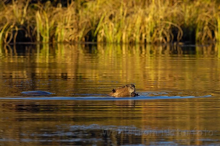 WAH004749.jpg - Bæver (Beaver)