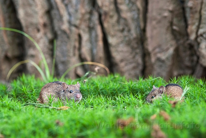 WAH018870.jpg - Brandmus (Striped Field Mouse)