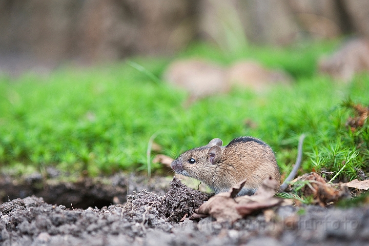 WAH018882.jpg - Brandmus (Striped Field Mouse)