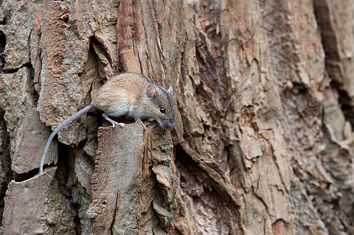 WAH018920.jpg - Brandmus (Striped Field Mouse)