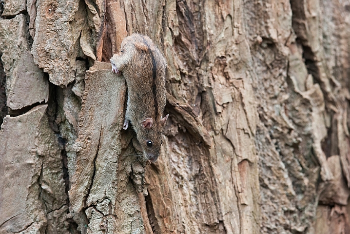 WAH018984.jpg - Brandmus (Striped Field Mouse)